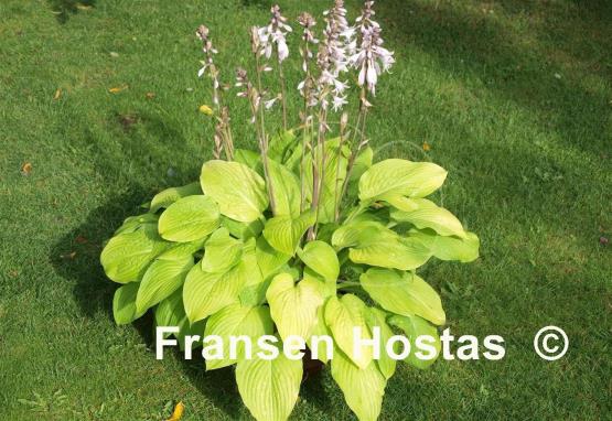 Hosta Wogon's Boy